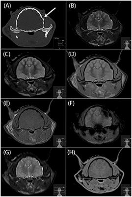 Agreement of Magnetic Resonance Imaging With Computed Tomography in the Assessment for Acute Skull Fractures in a Canine and Feline Cadaver Model